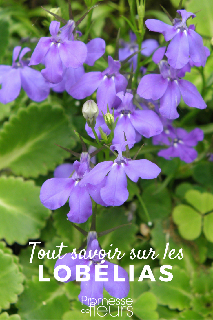 Descubre todo lo que necesitas saber sobre la Lobelia, anual o perenne: siembra, plantación, cultivo y cuidado... además de nuestros consejos para combinarla en el jardín o en macetas colgantes.