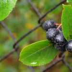 Aronie, Aronia: plantar, podar y cuidar