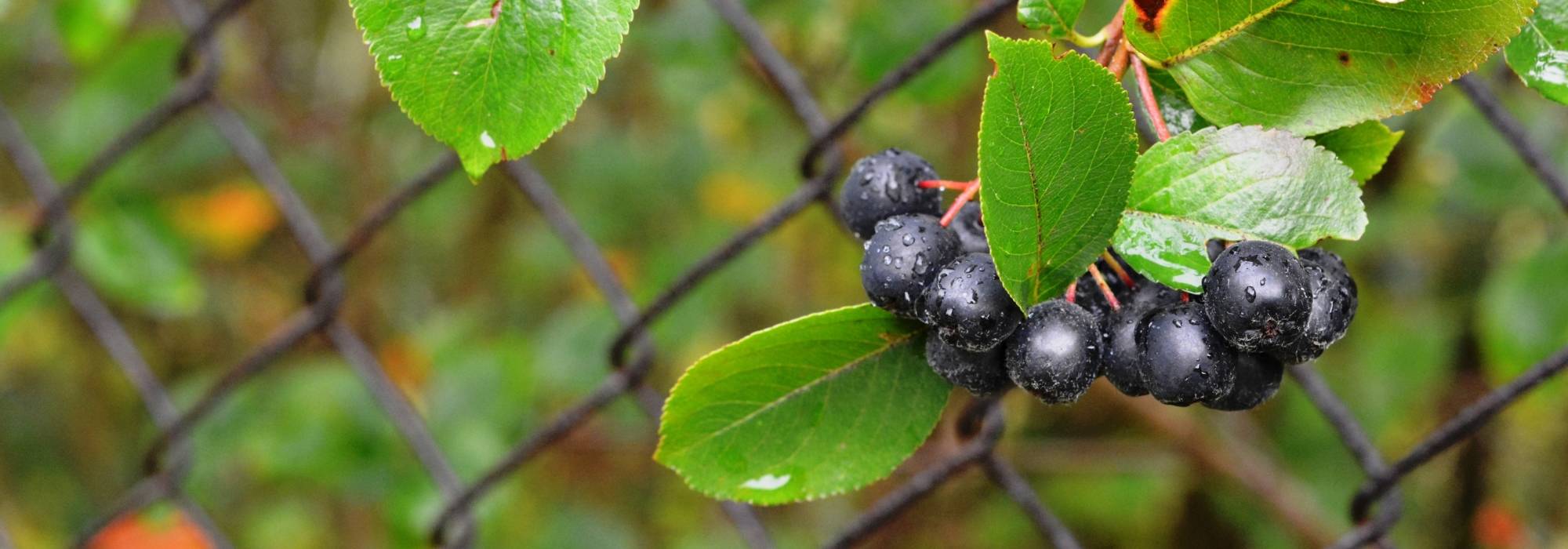 Aronie, Aronia: plantar, podar y cuidar
