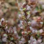 Berberis, espina Acedera común: plantar, podar y mantener