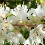 Clethra: plantar, podar y cuidar