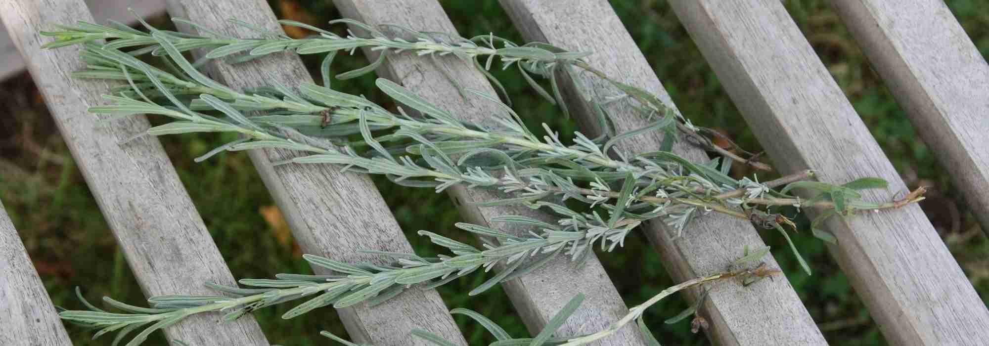 ¿Cómo hacer esquejes de lavanda? Tutorial ilustrado