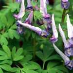 Corydalis: plantar, cultivar y cuidar