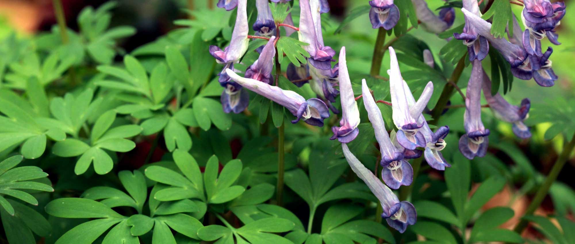 Corydalis: plantar, cultivar y cuidar