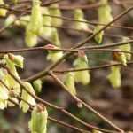 Corylopsis: plantar, podar y cuidar
