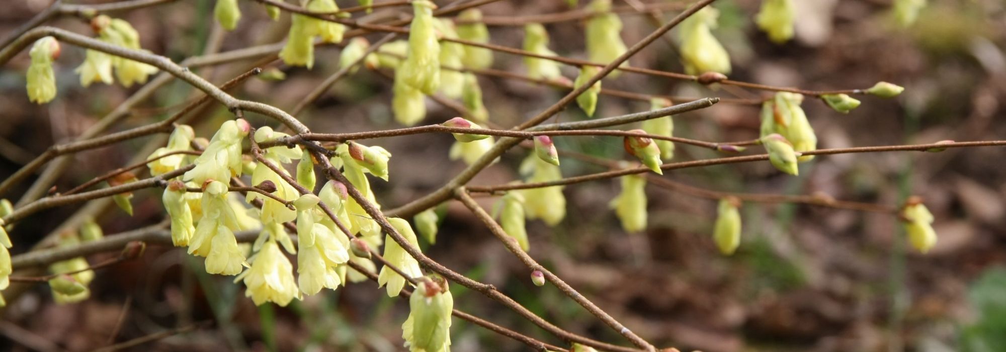 Corylopsis: plantar, podar y cuidar