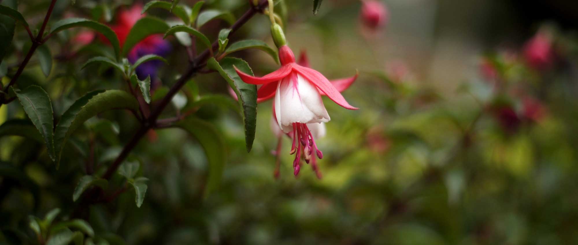 Fuchsia: Plantación, poda, cultivo y cuidado