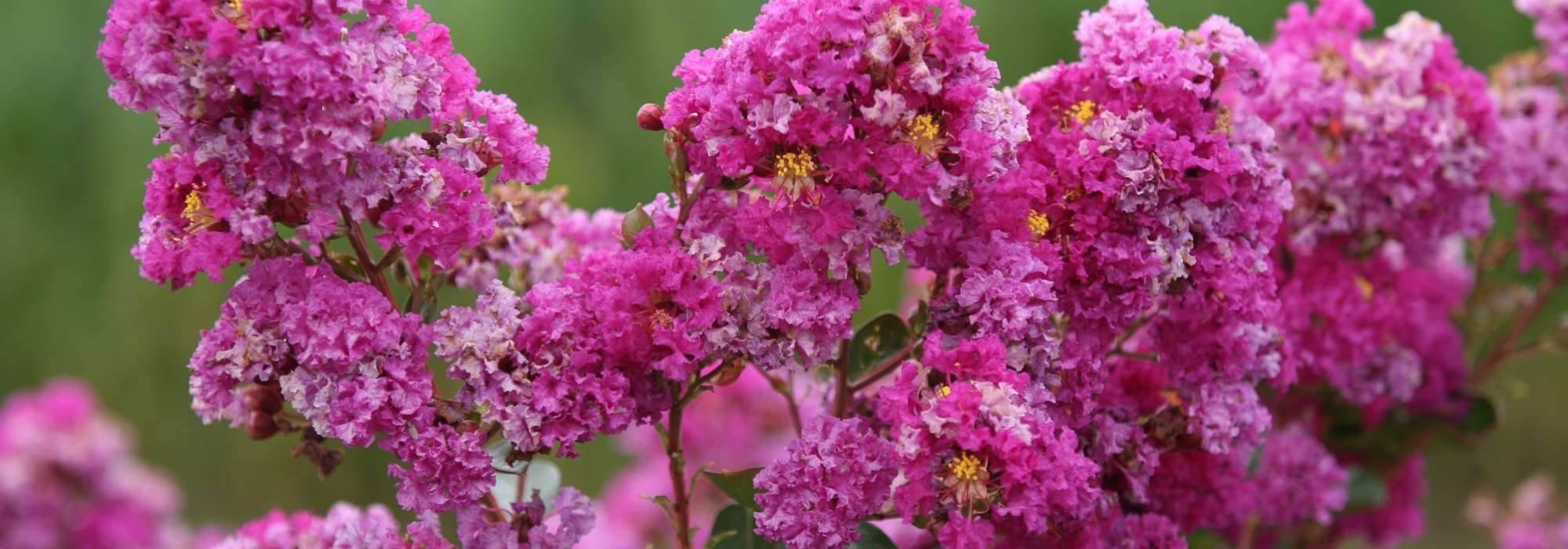 Lagerstroemia, Árbol de Júpiter: Plantación, cultivo y cuidado