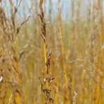 Molinia, Molinia caerulea: plantación, división, poda y cuidado