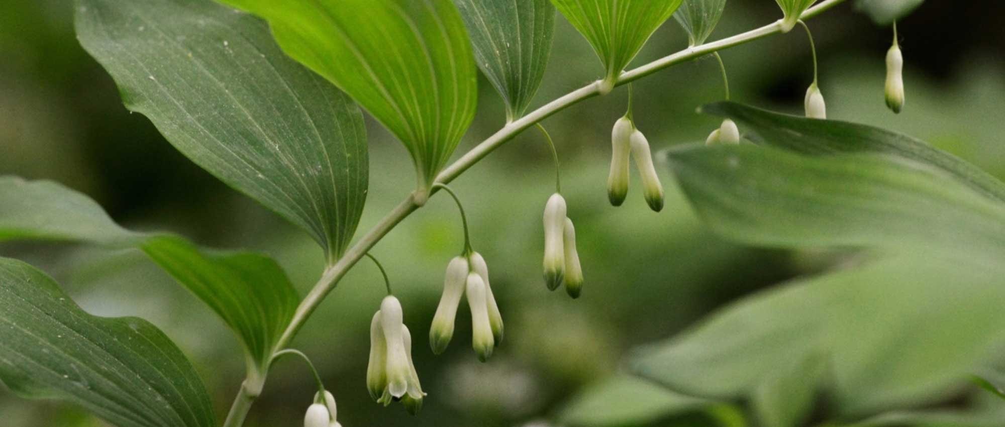Sello de Salomón, Polygonatum: plantar, dividir y cuidar