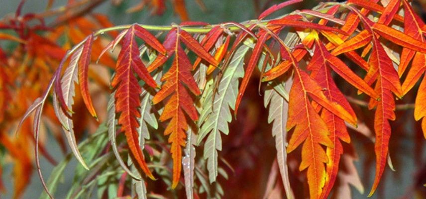 sumac en otoño