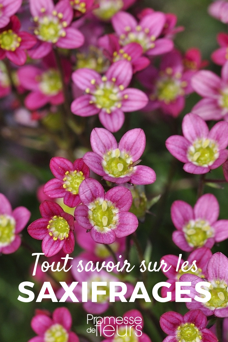 Saxífragas: plantar, cultivar, cuidar
