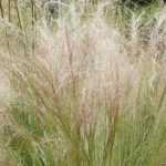 Stipa, cabello de ángel: plantación, poda, mantenimiento