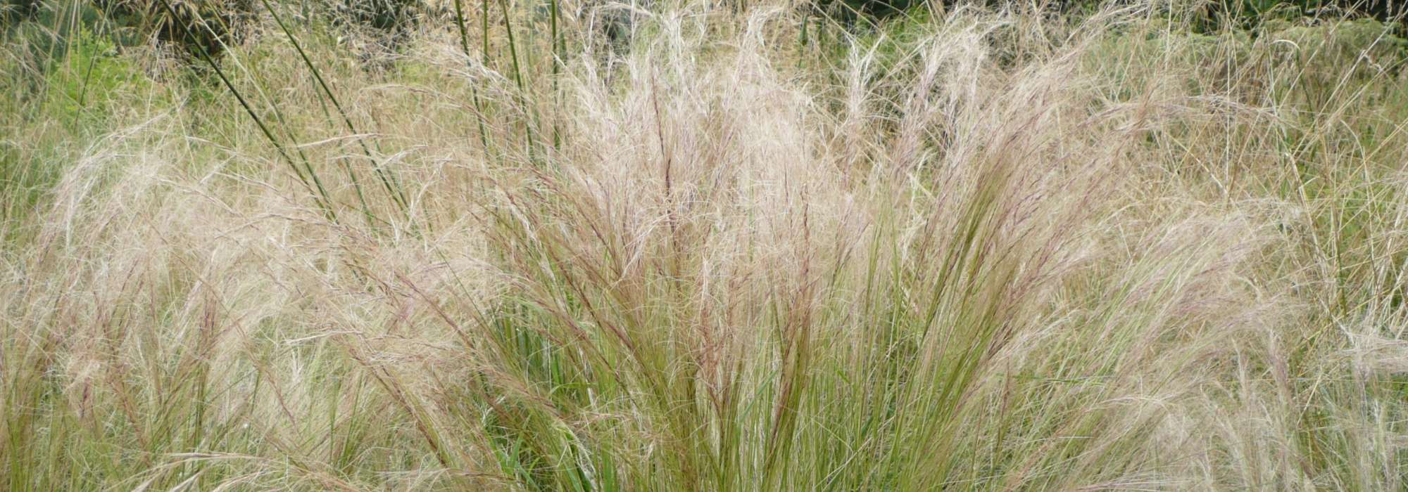 Stipa, cabello de ángel: plantación, poda, mantenimiento