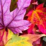 Los árboles y arbustos más hermosos con coloración otoñal.