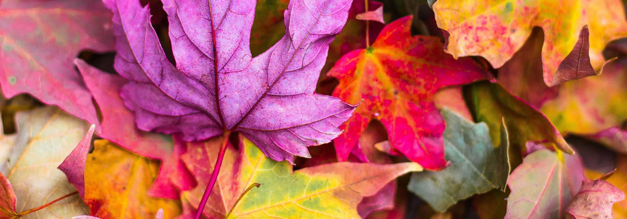 Los árboles y arbustos más hermosos con coloración otoñal.