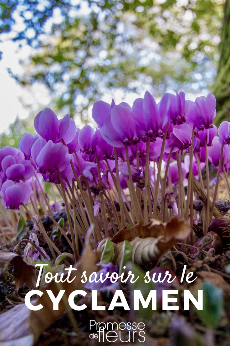 Ciclamen: plantar, cultivar y cuidar