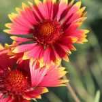 Gaillarde: plantación, siembra, mantenimiento