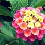 Lantana: Plantación, esqueje, cuidado