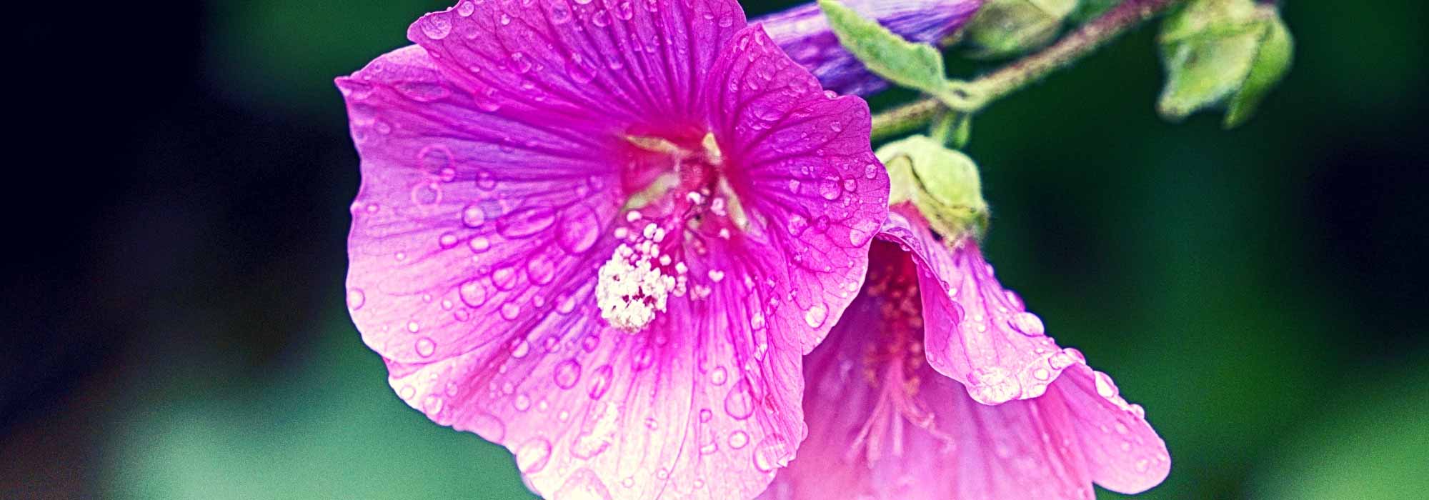 Lavateras, arbustivas y anuales: Plantación, siembra, poda, cuidado