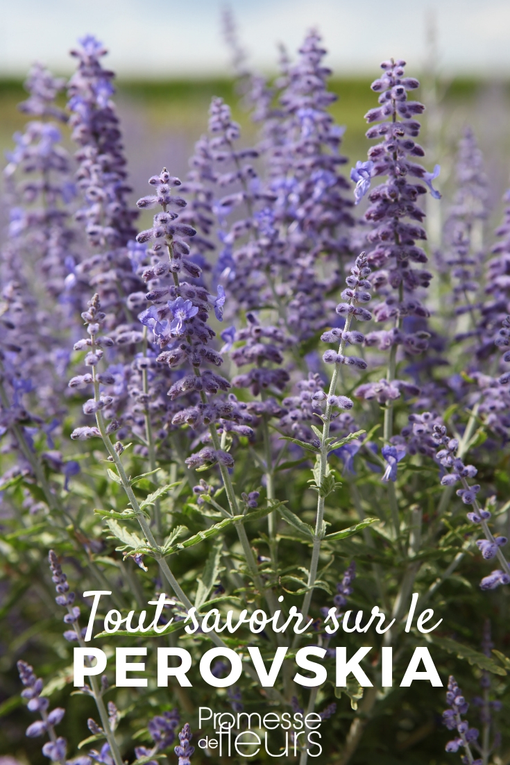 Perovskia, salvia de Afganistán - todo lo que necesitas saber