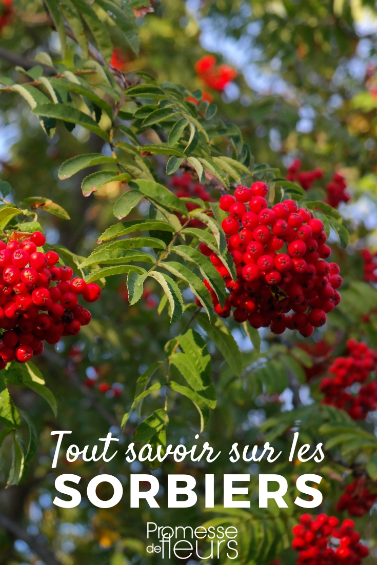 Serbal, mostajo, sorbo: todo lo que necesitas saber