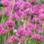 Armeria, Gazón de España: plantar, cultivar y cuidar
