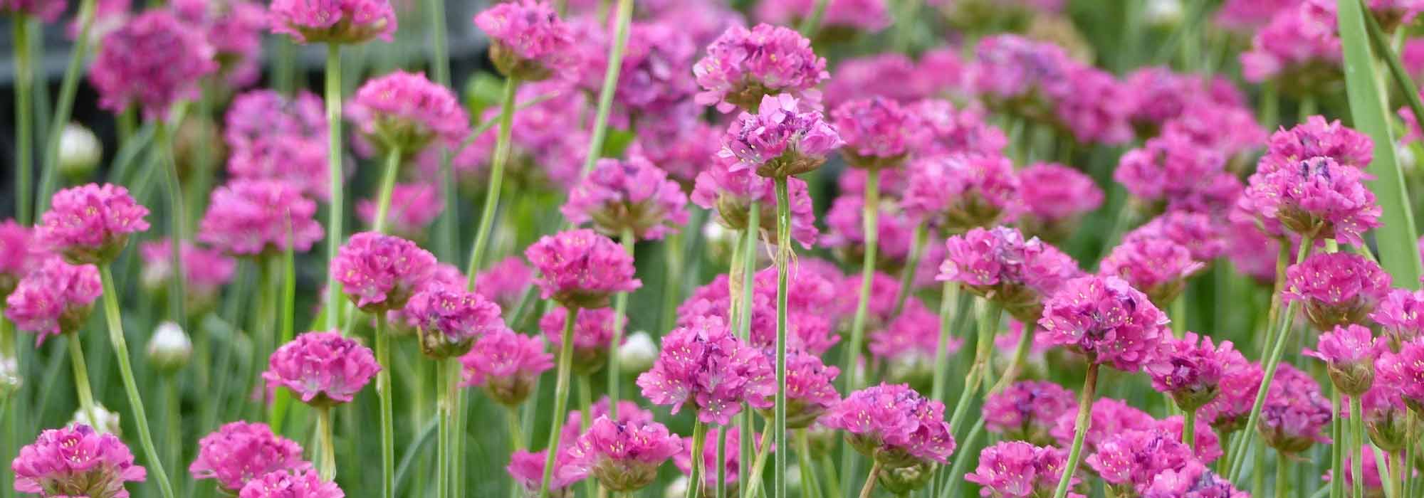 Armeria, Gazón de España: plantar, cultivar y cuidar