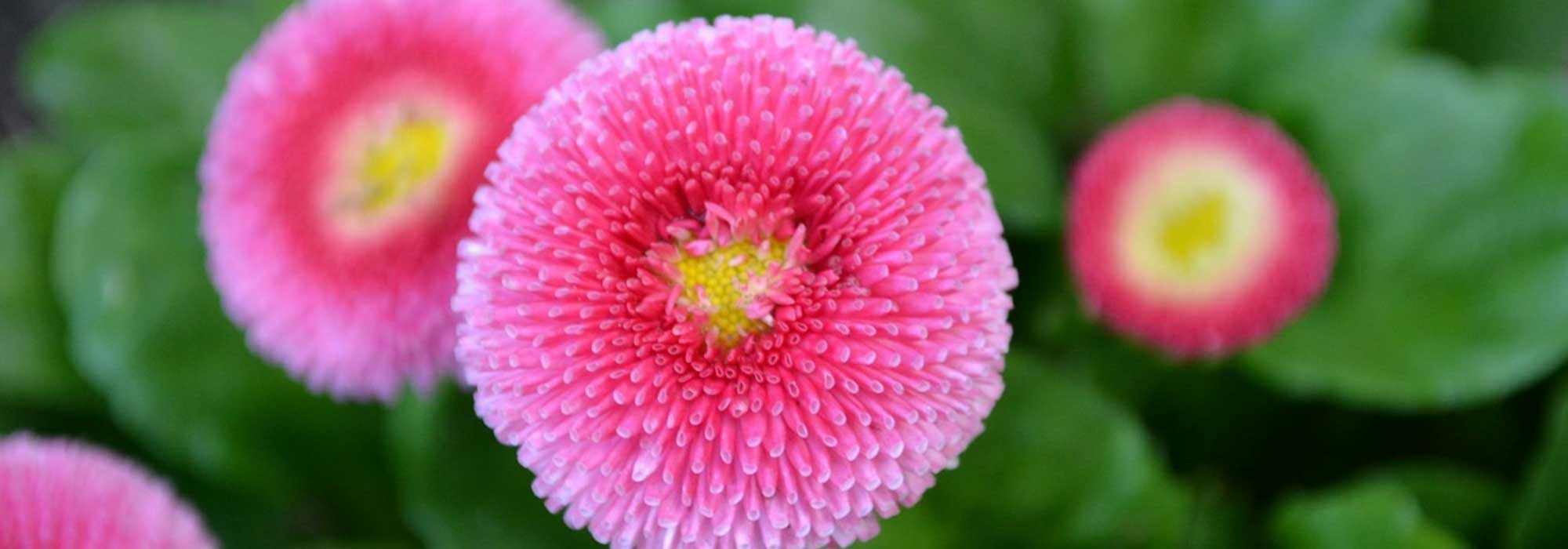 Margarita de los prados, Bellis perennis: plantar, sembrar y cultivar