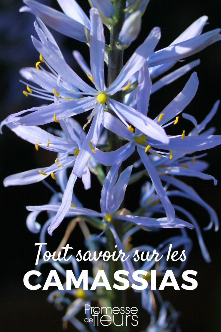 Camassia: plantar, cultivar, cuidar