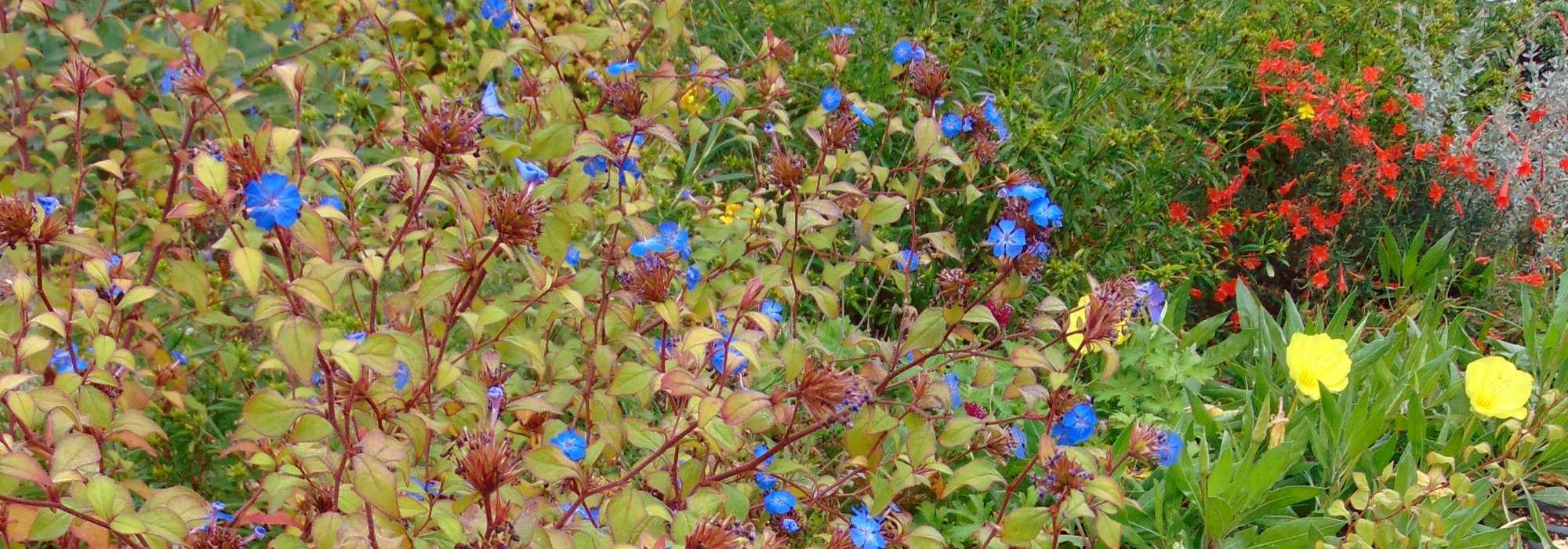 Ceratostigma, Plumbago chino: plantar, podar y mantener