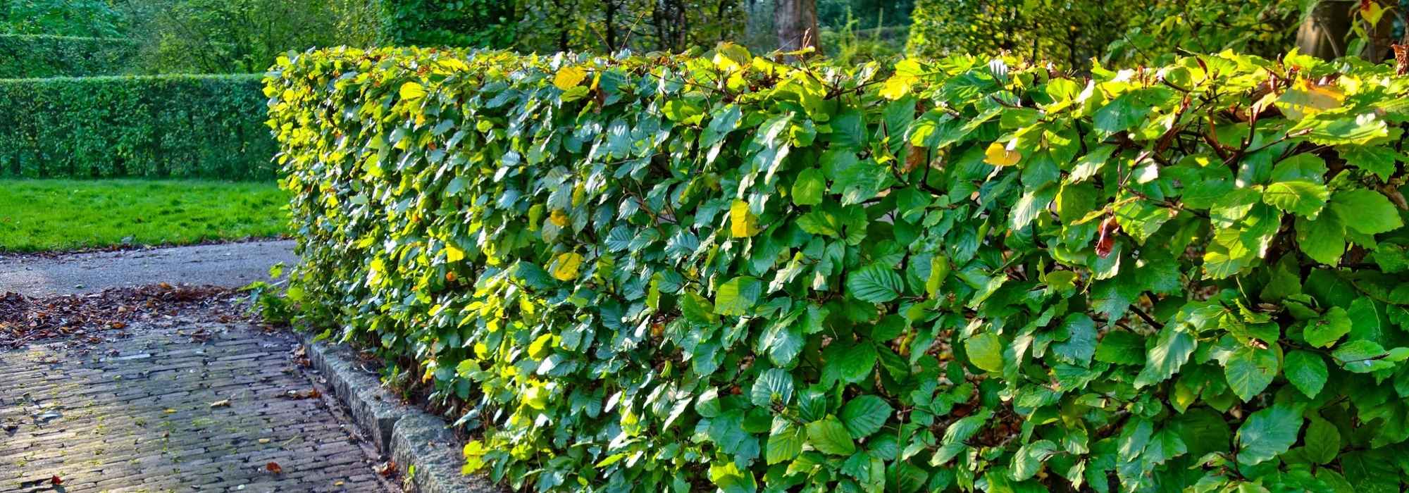 ¿Cómo plantar un seto?