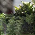 8 composiciones florales para el cementerio