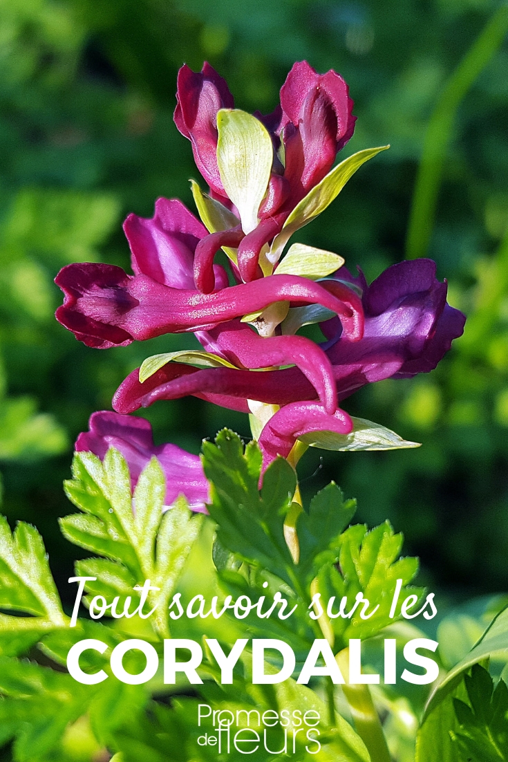 Corydalis: plantación, cultivo y cuidados - consejos