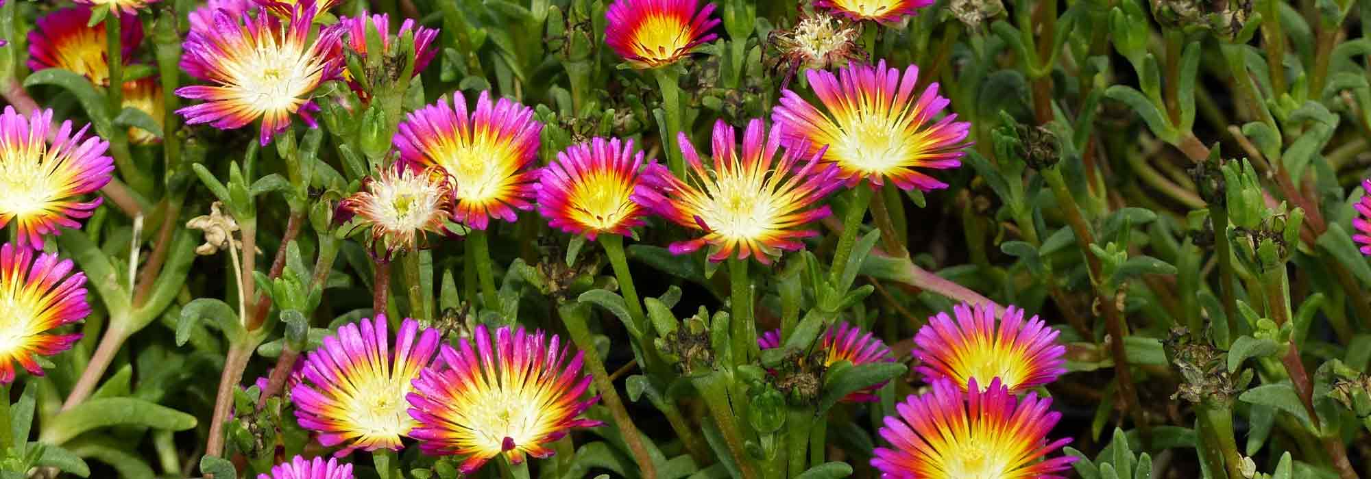 Delosperma, Alfombra rosa: plantar y cultivar