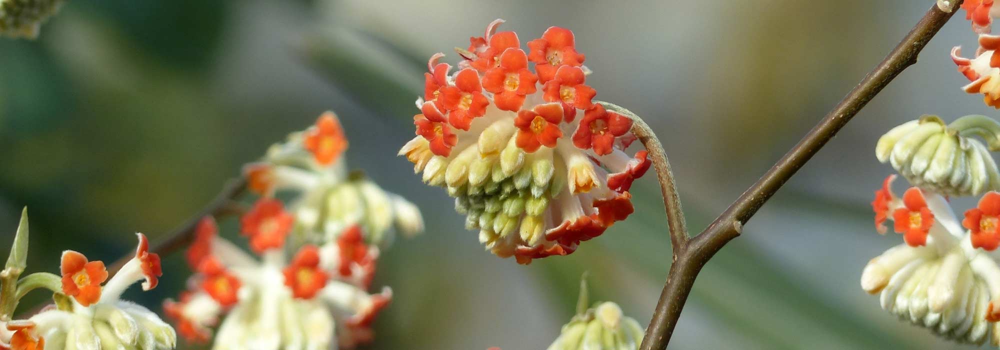 Edgeworthia chrysantha, Arbusto del papel: plantar y cuidar