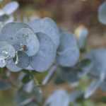 Eucalipto: plantar, podar y cuidar