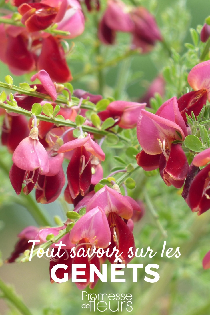 Genista, citiso: plantar, podar, cuidar