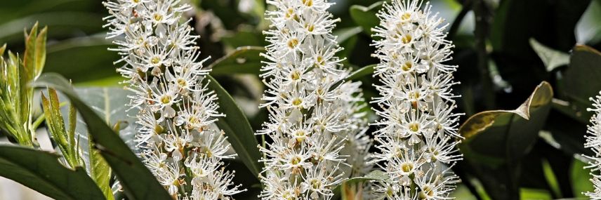 Prunus laurocerasus, seto de crecimiento rápido