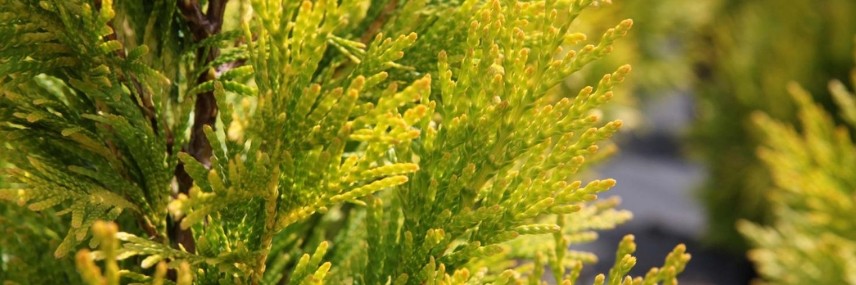 Tuya, seto de crecimiento rápido