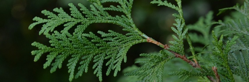 Ciprés de Leyland, seto de crecimiento rápido