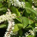 Itea: plantar, podar y mantener