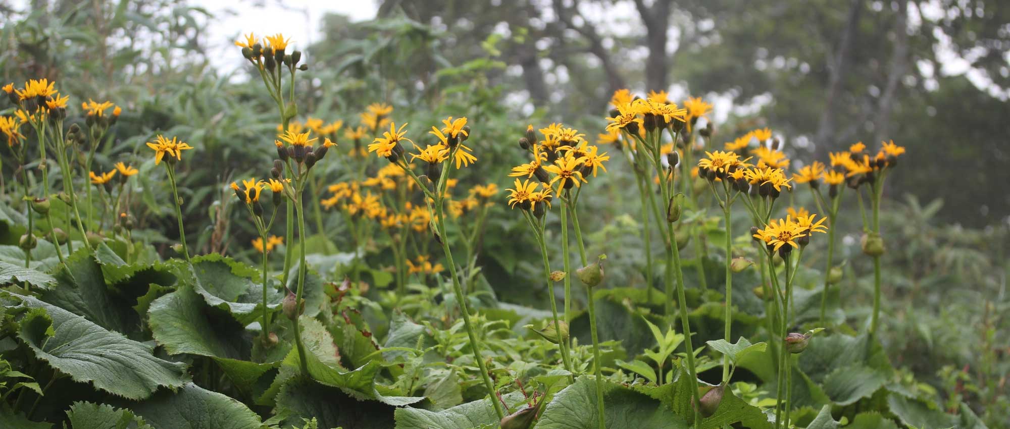 Ligularia, ligularia: plantar, cultivar y cuidar