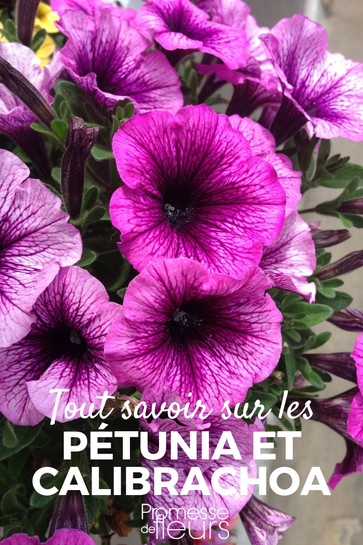 petunia, surfinias, calibrachoa: siembra, plantación, cultivo