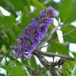 15 plantas muy fáciles de esquejar