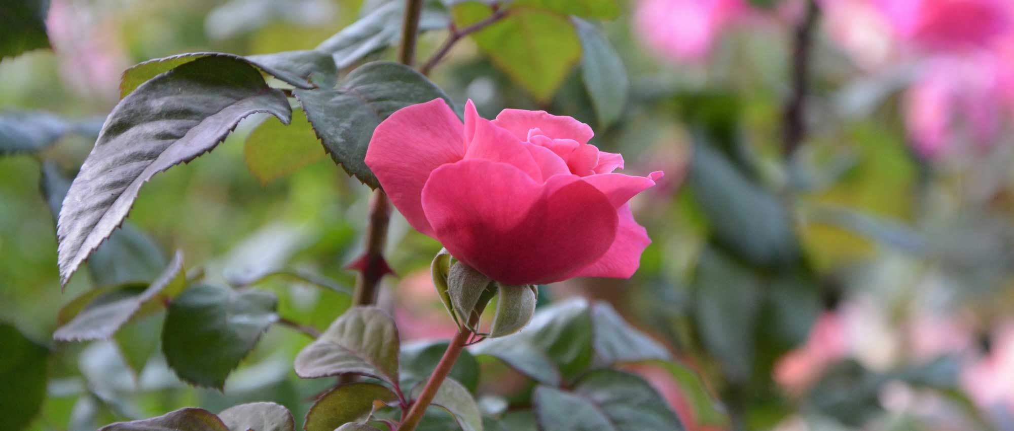 Rosales: ¿En raíces desnudas o en macetas?