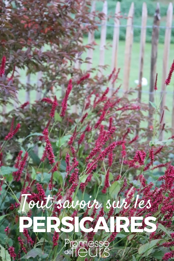 Persicaria, persicaria: plantar, cultivar, cuidar