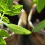 Intercambio o feria de plantas: nuestros consejos para organizarse