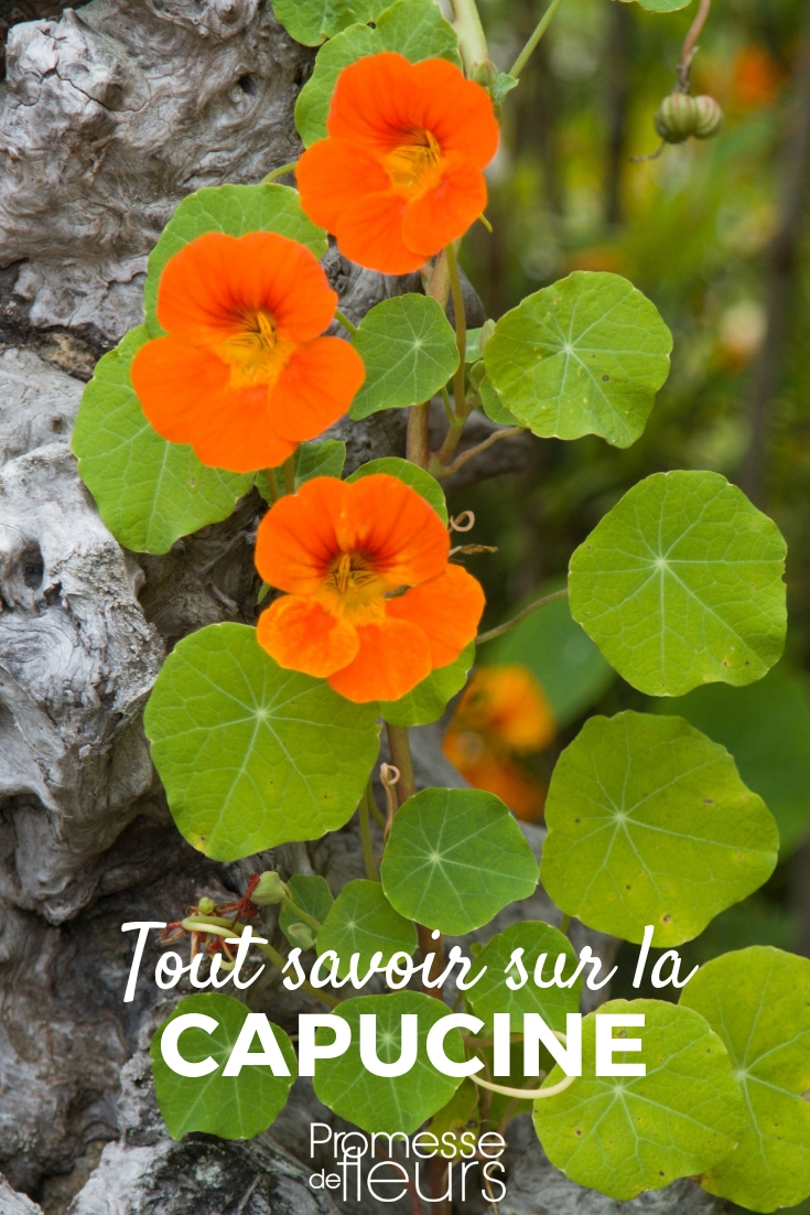 Capuchina: siembra, plantación y cuidados

La capuchina es una planta ornamental y comestible muy apreciada por sus flores coloridas y su follaje decorativo. Descubre cómo sembrar, plantar y cuidar esta planta versátil en tu jardín o balcón.

**Siembra de la capuchina**

- Época de siembra: de marzo a mayo.
- Siembra directa en el suelo o en macetas.
- Profundidad de siembra: 1-2 cm.
- Distancia entre plantas: 30-40 cm.
- Germinación: 10-15 días.

**Plantación de la capuchina**

- Época de plantación: de abril a junio.
- Ubicación: sol o sombra parcial.
- Suelo: bien drenado, ligero y fértil.
- Riego: moderado, evitando el encharcamiento.

**Cuidados de la capuchina**

- Riego regular, especialmente en verano.
- Eliminación de flores marchitas para estimular la floración.
- Control de plagas como pulgones y caracoles.
- Aporte de compost o fertilizante orgánico en primavera.

Con estos sencillos consejos, podrás disfrutar de la belleza y los beneficios de la capuchina en tu jardín o terraza. ¡Anímate a cultivarla!