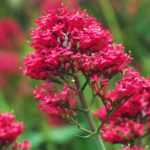 Hierba de San Jorge, valeriana: siembra, plantación y cuidado